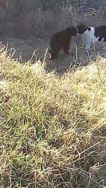 5b23ccbeba277b2e16e3bb71db0820e7