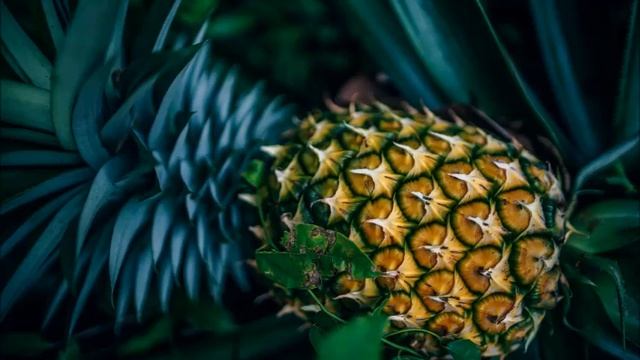 ананас адидас