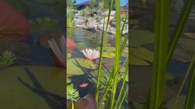 Плавательный пруд в пейзажном стиле