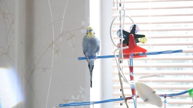 Волнистый попугай говорящий! (Яша)