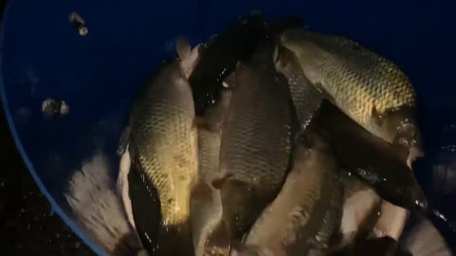 Привоз 1500,0 кг карпа в большой водоём