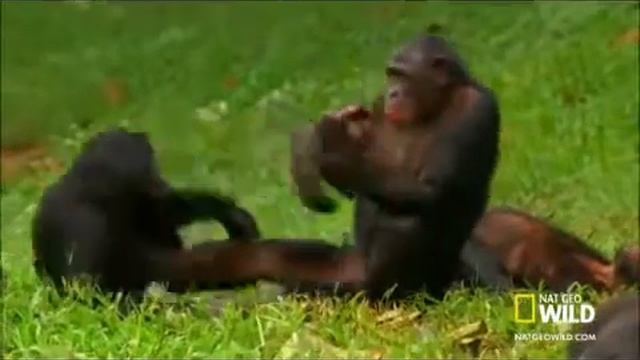 AnimalRussia #1 Айфон