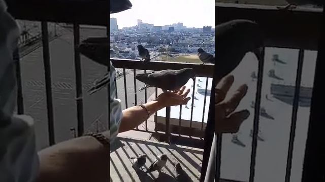My Tyson Man Feeding The Birds