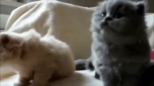Мой фильм Ашот ВАХ ЩАУРМА