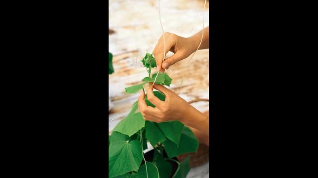 Як росте огірок? 🥒🥒🥒