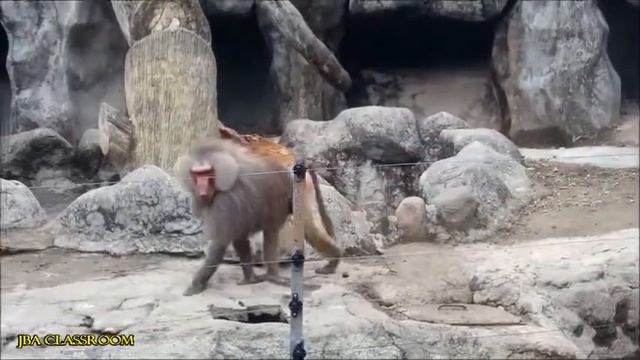 HAMADRYAS BABOON | CLARK SAFARI & ADVENTURE PARK