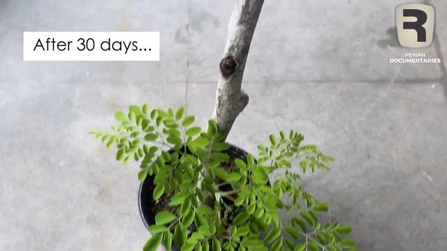 Moringa Or Sohanjna Urdu Documentary | Manzoor Kapri