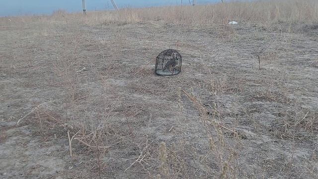 охота на кеклики