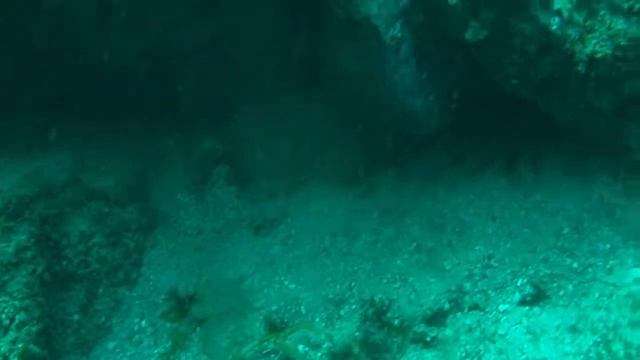 Sea Shell Find Mr. C 7/24/2010