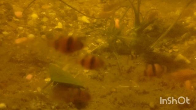 Рыбий рынок с 9.00-12.00.Тамбов