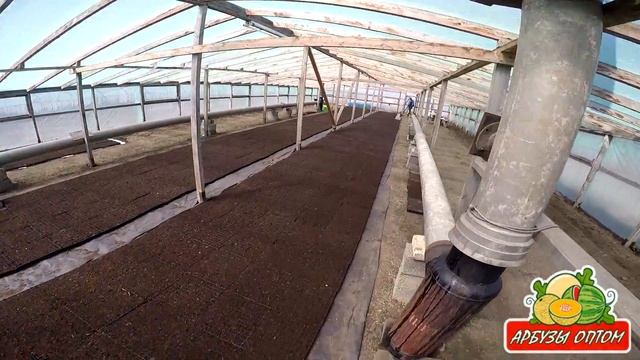 Первые всходы в кассетах 29 04 20015