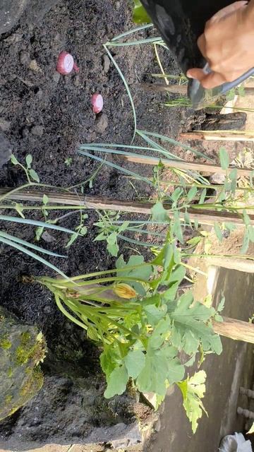#tipsandtricks #menanam #bawangmerah #kebun #shorts #satisfying #garden #sayuran #budidaya #bawang