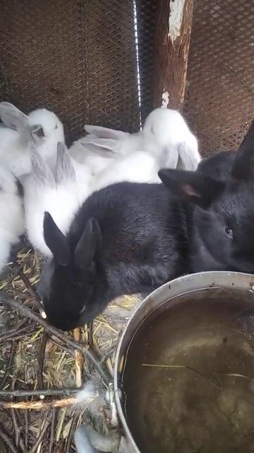 Крольчата растут как на дрожжах 🐰👍#кролиководство  #крольчата #кормлениекроликов