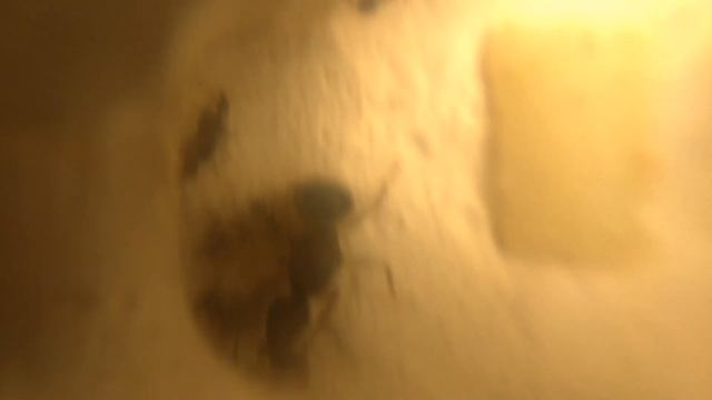 Aphaenogaster Longiceps Colony Update! | Update Presented By Ant Co