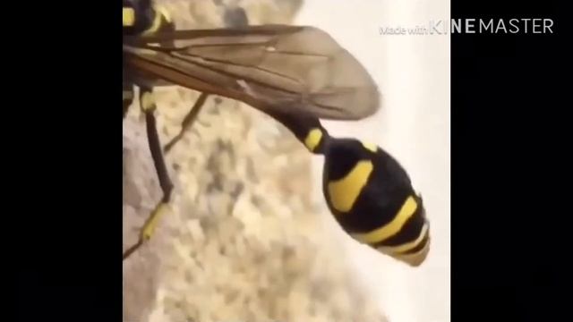 Potter Wasp Builds Nest