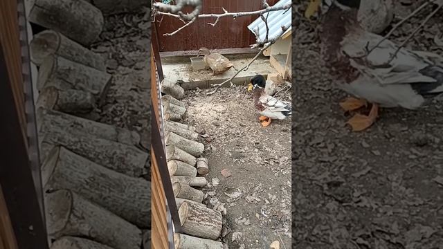 СЕЛЕЗЕНЬ ТОПЧЕТ УТКУ| Доброе утро🦆🦢