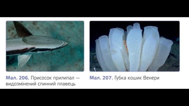 §40📚 АВДІОПІДРУЧНИК. 6 кл Як організми співіснують у середовищі.  Партнери, квартиранти і нахлібник