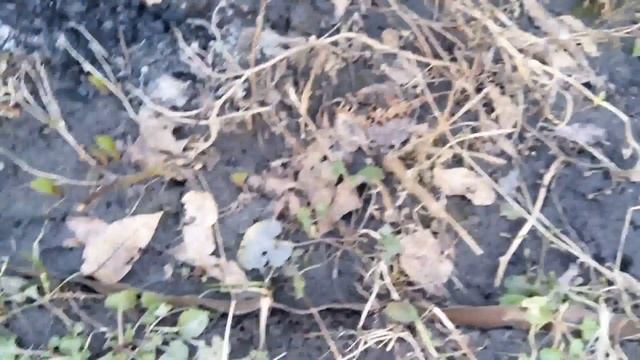 Уборка ёлки 21 марта / посадка редиса по новому / расхламление