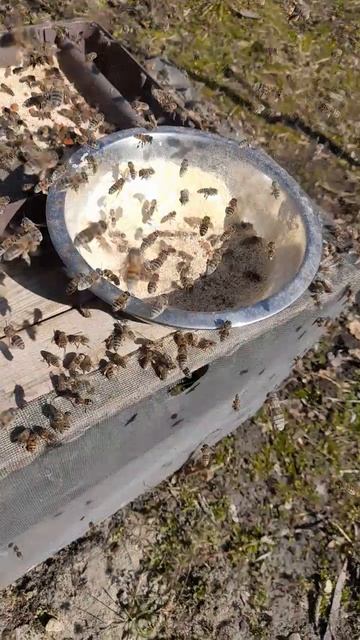 ЗАМЕНИТЕЛЬ ПЫЛЬЦЫ 🐝🌿7.03.2025 #пчелы #пыльца #пасека