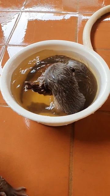 Sound Otter Bathing Water