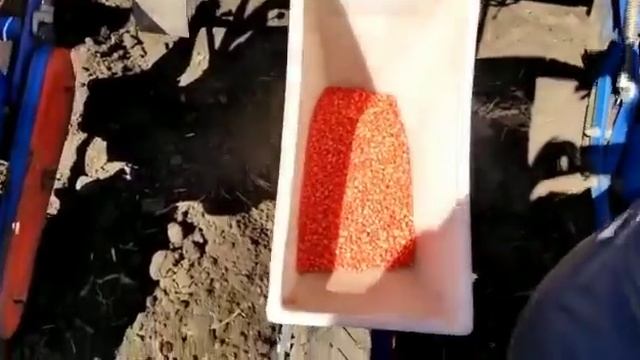 ✅Посев Кукурузы ✅2023✅❌без удобрения ❌#Молдавия#кукуруза_PIONEER#DEKALB