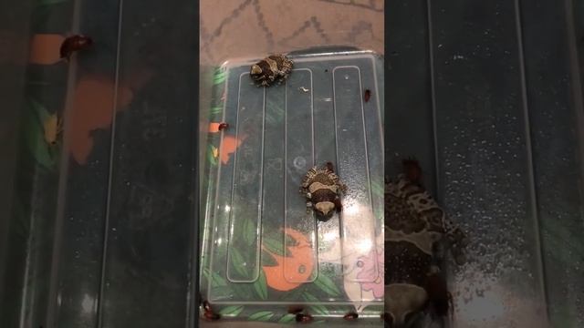 ФУ ГАДОСТЬ! Как едят лягушки