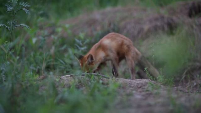 Щенок дикой лисицы