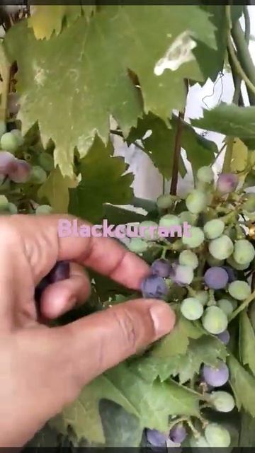 #nature #blackcurrant#fruit #kitchengarden #organic #organicfarming