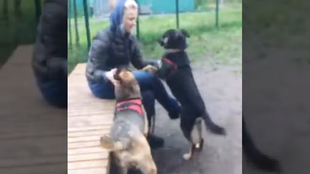 Бетти из приюта 