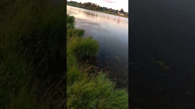 водяная крыса