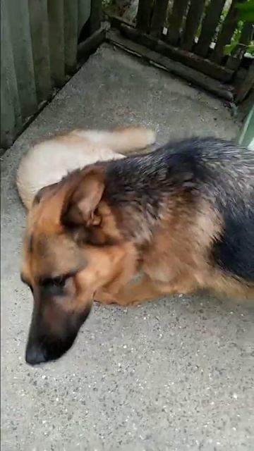 Знакомство котенка породы Мейн Кун с собакой 😀