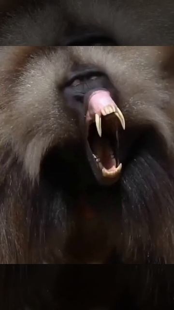 Baboon Black 🖤...#Wild...#africa.. #wildLife..