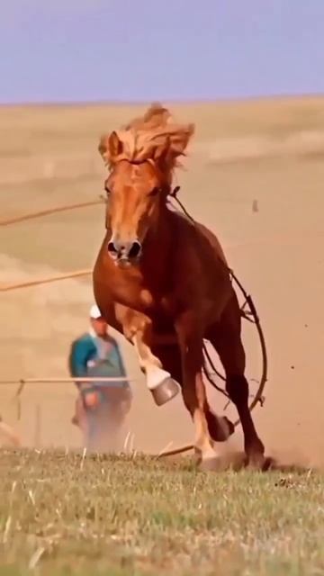 Horse Riding || Horse Speed || Horse Running || Horse Catch || Horse King || Horse Riders ||#xxx