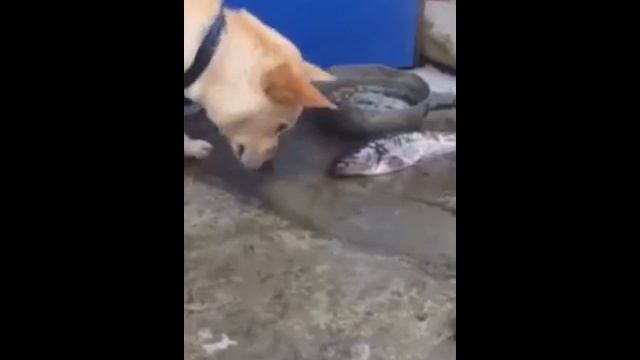 СОБАКА СПАСАЕТ РЫБУ