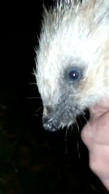 Голубоглазый ёжик . Маленький ёжик , фактически ещё детёныш .