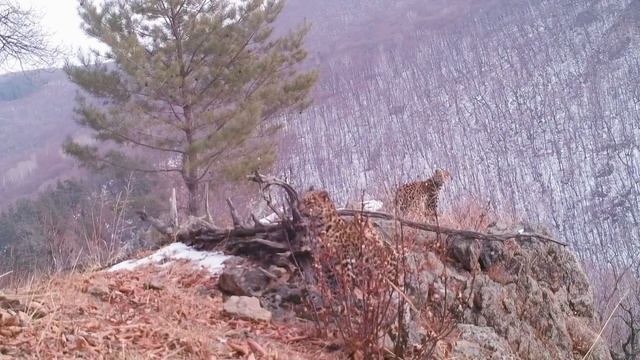 Rare leopard cubs spotted with mum in Russia's Far East | AFP