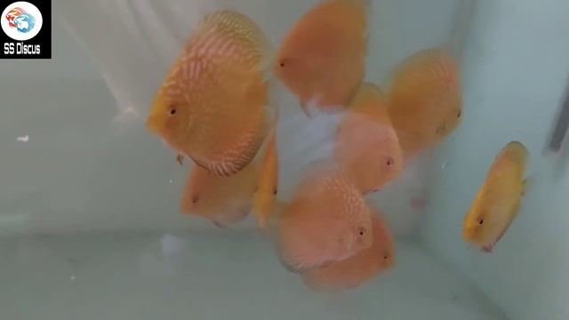 SS Discus ™ Amazing And Top Class Yellow Checkerboard Discus Fish