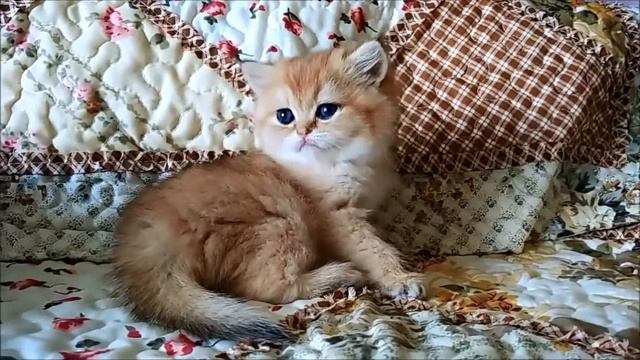 ДЕВОЧКА  OFELIA GRAND PLEASURE окрас NY11