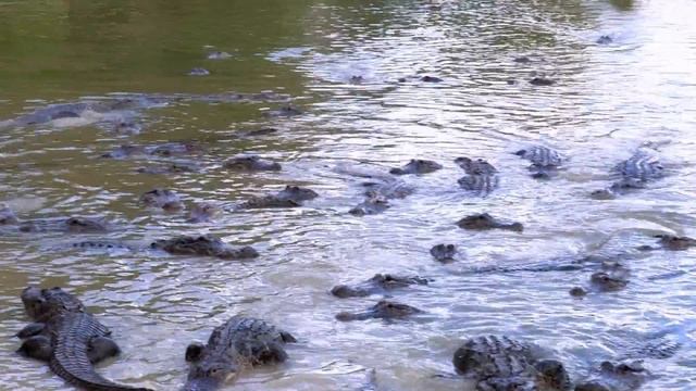 Storage Wars: Miami: Kevin's Alligator Head (Season 1, Episode 4) | A&E