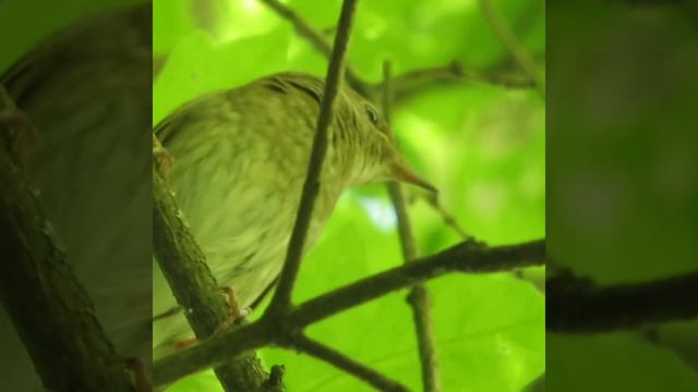 Соловей поёт #Shorts