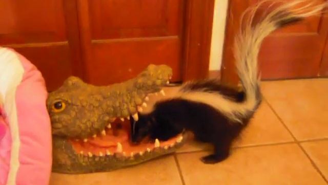 Abigail The Skunk  Open Wide Alligator!