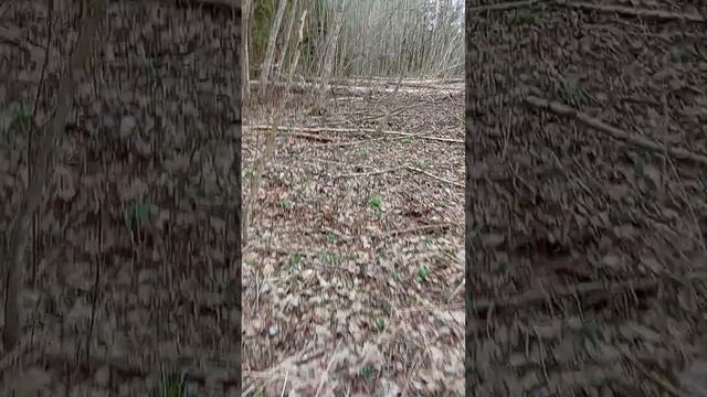 31.03.2024 г. В лесу поработали лесные и болотные дровосеки - бобры! Полюбуйтесь на их работу!😀😉👍