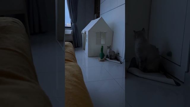 Лелик охраняет свой домик 😅