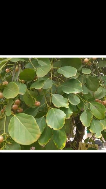 Cordia Myxa || Leswa || Leswa Ka Ped || एक बार में मुंह के छाले गायब #shorts #youtubeshorts