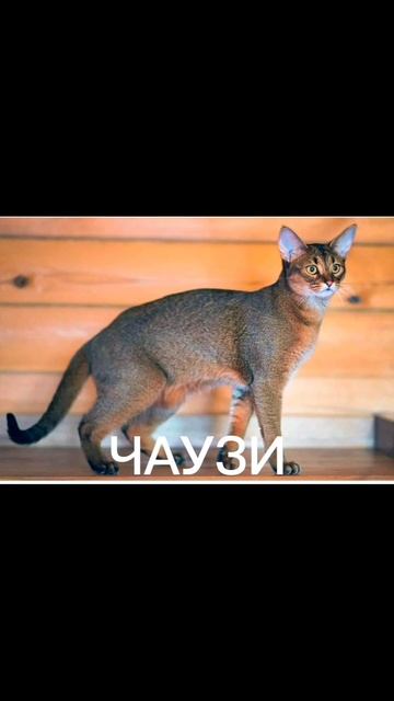 САМЫЕ ОПАСНЫЕ ПОРОДЫ КОШЕК😱 Про какую породу рассказать подробнее?