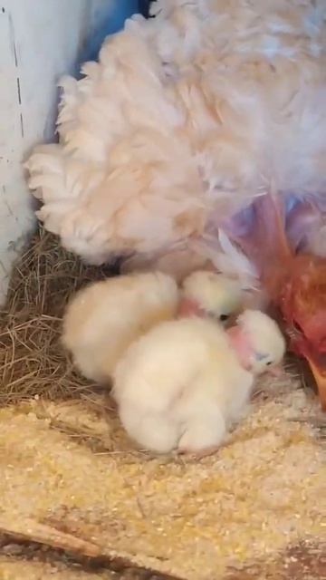 квочка голошейка кормит цыплят