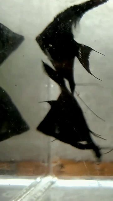 The Enchanting Beauty Of Black Lace Angelfish