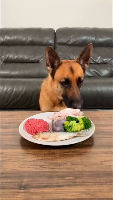 Rudy’s Raw Meal! 🐓🐟 #shorts