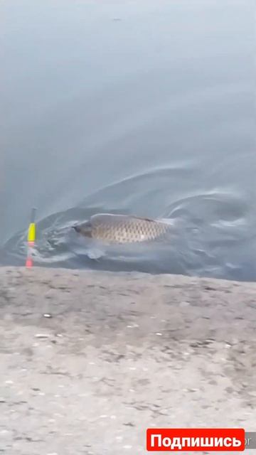 5c16fb5ff47f1f4b6718742fcb8a0c5d