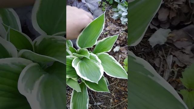 Хоста Ginko Greig